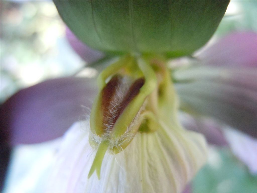 Acanthus mollis / Acanto comune